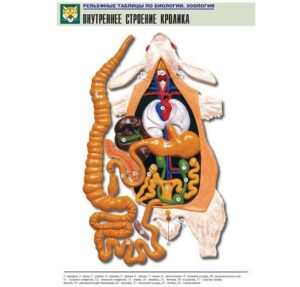 Рельефная таблица Внутреннее строение кролика