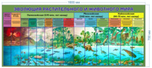 Стенд Эволюция растительного и животного мира, 1,6х0,7 м