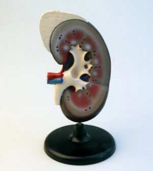 Модель Почка человека