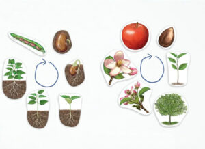 Магнитный демонстрационный материал Жизненный цикл растений