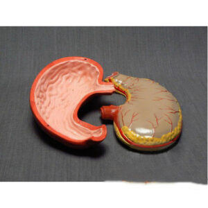 Модель Желудок человека