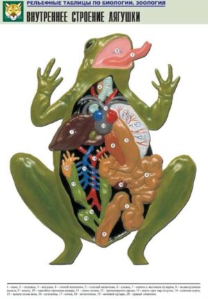 Рельефная таблица Внутреннее строение лягушки