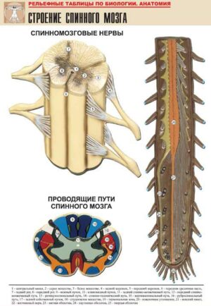 Рельефная таблица Строение спинного мозга