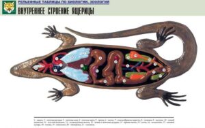Рельефная таблица Внутреннее строение ящерицы