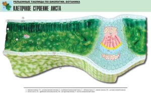 Рельефная таблица Клеточное строение листа