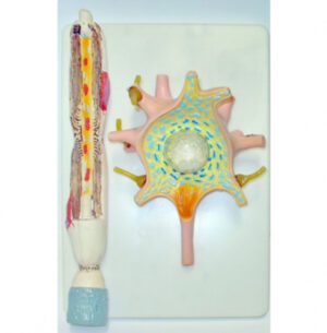 Модель Нейрон