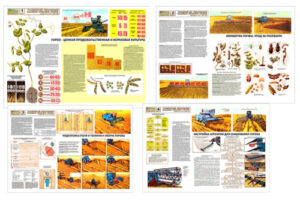 Плакаты Технология получения высоких урожаев гороха, 700х1000 мм