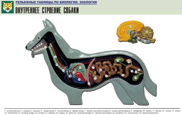 Рельефная таблица Внутреннее строение собаки