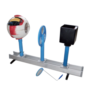 Модель Зрение (на батарейках)