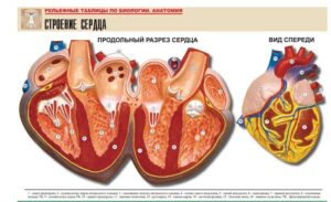 Рельефная таблица Строение сердца
