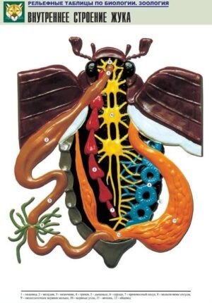 Рельефная таблица Внутреннее строение жука