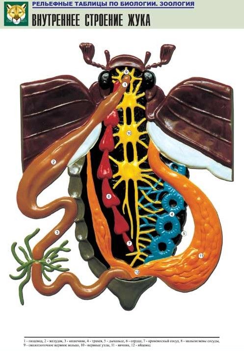 Рельефная таблица Внутреннее строение жука