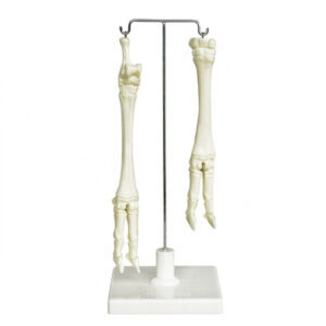 Скелет конечностей овцы (передняя и задняя)