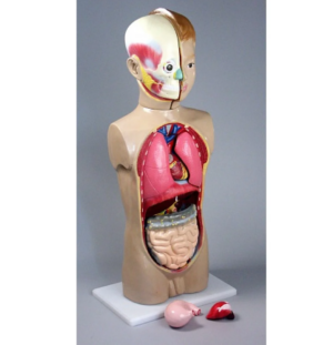 Модель разборная Торс человека 65см