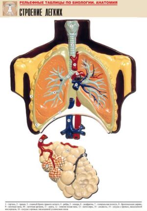 Рельефная таблица Строение легких
