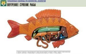 Рельефная таблица Внутреннее строение рыбы