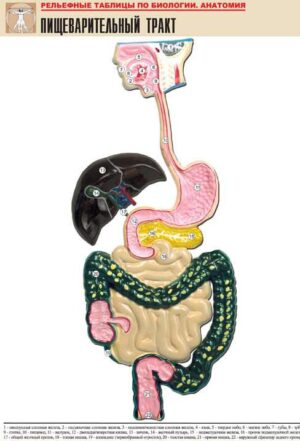 Рельефная таблица Пищеварительный тракт