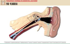 Рельефная таблица Ухо человека