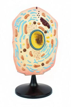 Модель Клетка животного