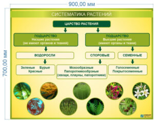 Стенд Систематика растений 0,9х0,7 м