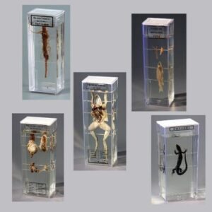 Комплект влажных препаратов демонстрационный (15 шт.)