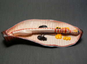 Модель Дождевой червь