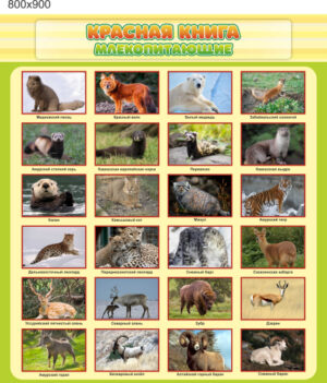 Стенд Красная книга Млекопитающие