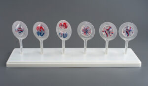 Модель Митоз и мейоз в клетке