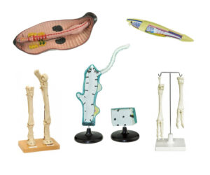 Комплект зоологических моделей демонстрационный (8 шт.)