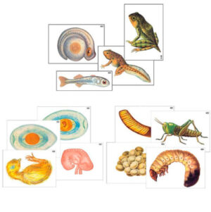 Набор моделей-аппликаций Развитие рыб, насекомых и млекопитающих