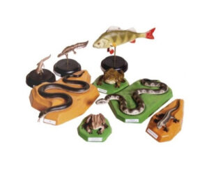 Комплект моделей Позвоночные животные