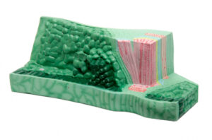 Модель Структура листа