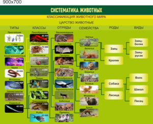 Стенд Систематика животных, 0,9х0,7 м