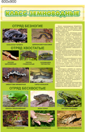Стенд Класс земноводные